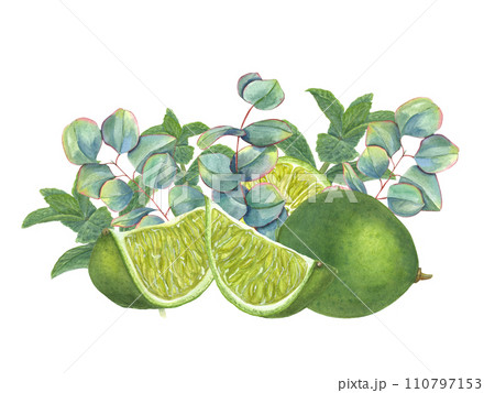 Lime among eucalyptus sprigs. Juicy citrus slices, green leaves. Silver dollar plants, tropical fruits. Watercolor illustration for poster, package, cosmetic design 110797153