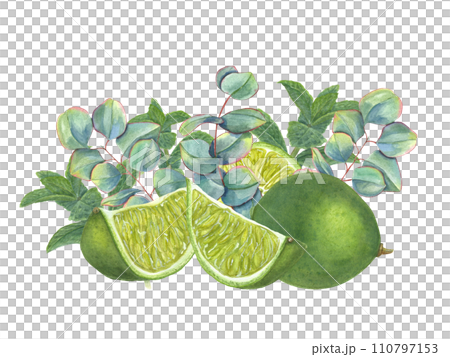 Lime among eucalyptus sprigs. Juicy citrus slices, green leaves. Silver dollar plants, tropical fruits. Watercolor illustration for poster, package, cosmetic design 110797153