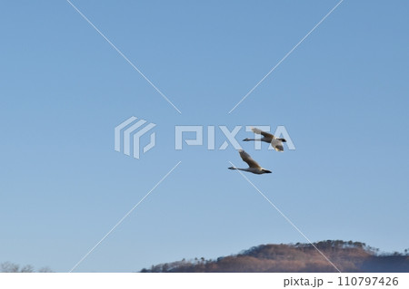 飛び立った白鳥 長野 飛び立った白鳥 長野 110797426