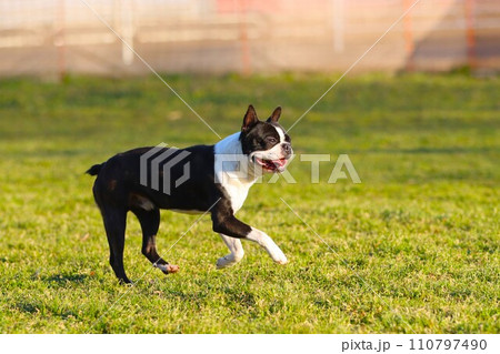 埼玉県日高市のドックランを楽しそうに走るボストンテリアのマイティ君♡ 埼玉県日高市のドックランを楽しそうに走るボストンテリアのマイティ君♡ 110797490