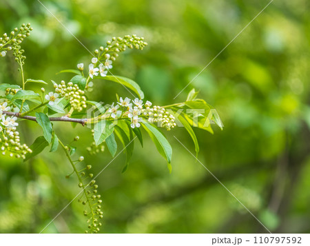 Bird cherry begins to bloom in May 110797592