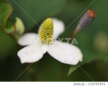 ドクダミの花の生態写真 ドクダミの花の生態写真 110797851
