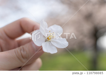 桜の花を手に持つ 110798085