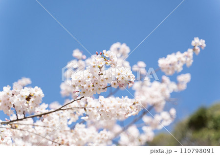 青空に映える満開の桜 110798091