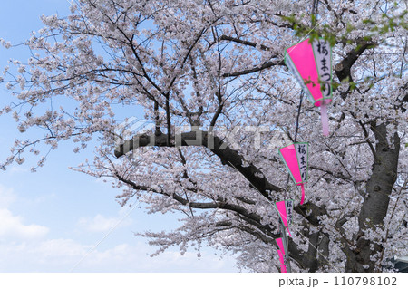 満開の桜と提灯に彩られた提灯（浅草桜まつり） 110798102