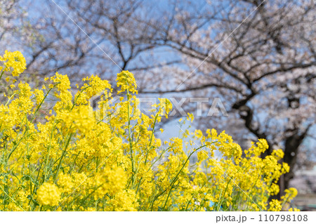 桜と菜の花 110798108