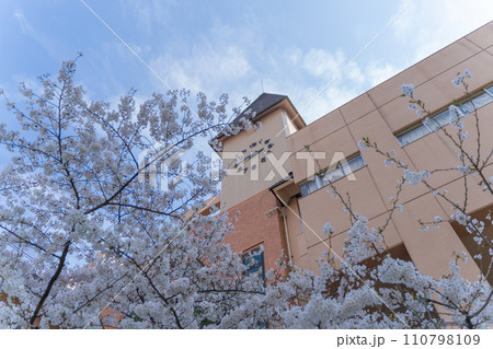 桜と学校 110798109