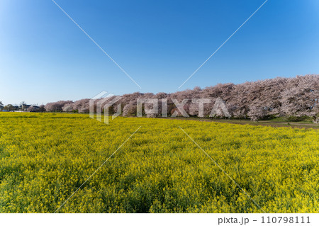 菜の花畑と桜のある風景 菜の花畑と桜のある風景 110798111