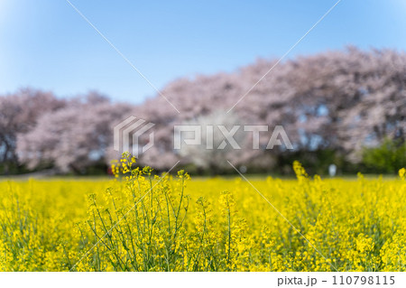 桜と菜の花のある風景 110798115