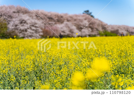 桜と菜の花のある風景 110798120