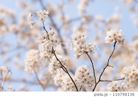青空に映える桜 110798136