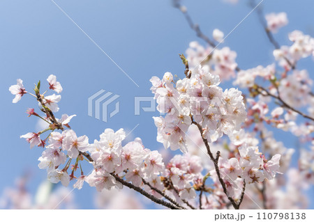 青空に映える桜 青空に映える桜 110798138