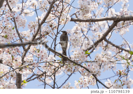 満開の桜の木にとまるヒヨドリ 満開の桜の木にとまるヒヨドリ 110798139