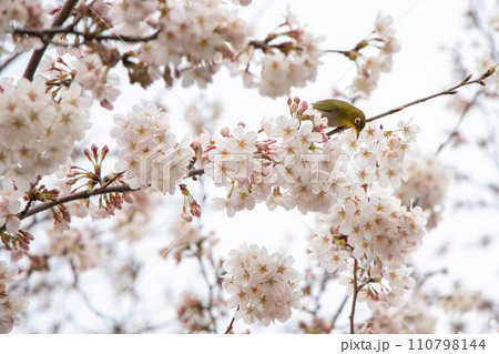 満開の桜の花の蜜を吸うメジロ 満開の桜の花の蜜を吸うメジロ 110798144
