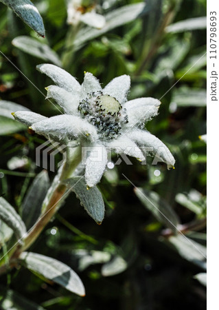 早池峰山 ハヤチネウスユキソウ 早池峰山 ハヤチネウスユキソウ 110798693