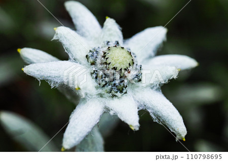 早池峰山 ハヤチネウスユキソウ 早池峰山 ハヤチネウスユキソウ 110798695