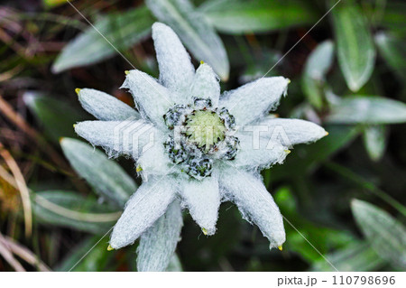 早池峰山　ハヤチネウスユキソウ 110798696