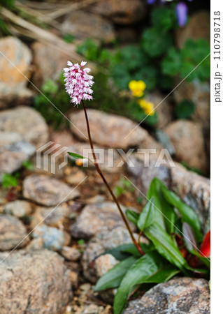 早池峰山　ナンブトラノオ 110798718