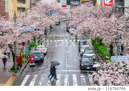【神奈川県】たまプラーザ駅前に咲く雨の桜並木 110798766