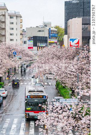 【神奈川県】たまプラーザ駅前に咲く雨の桜並木 【神奈川県】たまプラーザ駅前に咲く雨の桜並木 110798767