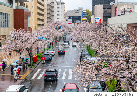 【神奈川県】たまプラーザ駅前に咲く雨の桜並木 【神奈川県】たまプラーザ駅前に咲く雨の桜並木 110798768