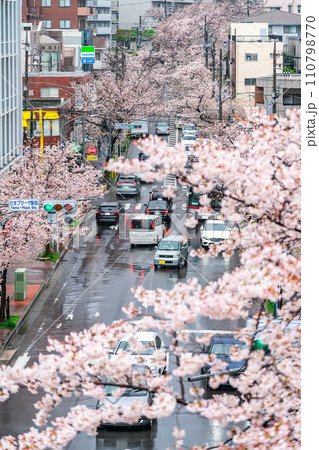【神奈川県】たまプラーザ駅前に咲く雨の桜並木 【神奈川県】たまプラーザ駅前に咲く雨の桜並木 110798770