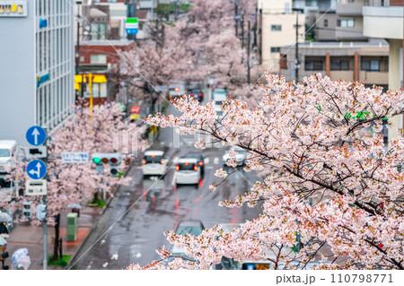 【神奈川県】たまプラーザ駅前に咲く雨の桜並木 110798771