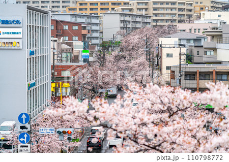 【神奈川県】たまプラーザ駅前に咲く雨の桜並木 110798772