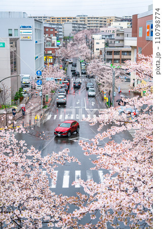 【神奈川県】たまプラーザ駅前に咲く雨の桜並木 110798774