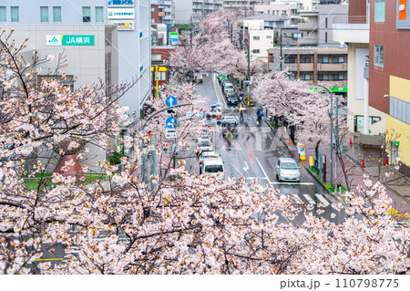 【神奈川県】たまプラーザ駅前に咲く雨の桜並木 110798775