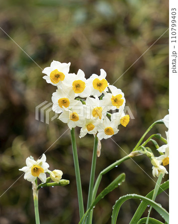 雨に濡れた水仙の花 雨に濡れた水仙の花 110799403