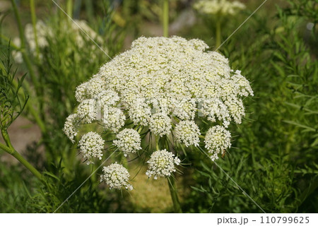 人参の花 110799625