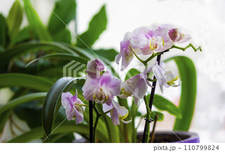 Moth orchids on windowsill - home decoration with live potted flowering plants 110799824