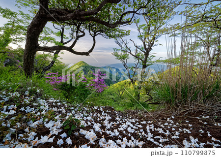 丹沢・檜洞丸のシロヤシオの落花と石棚山稜・小田原方面の眺め 110799875