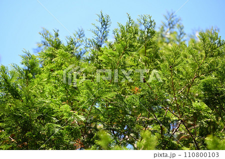 早春のヒノキ（檜）の葉 110800103