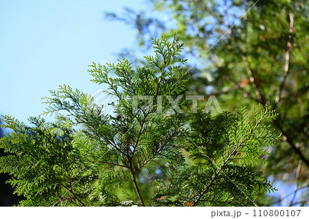 早春のヒノキ（檜）の葉 110800107
