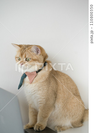 business concept with gold brittish cat costume with necktie and use laptop 110800350