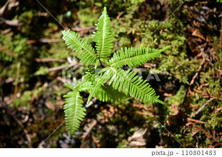 早春の小羊歯 早春の小羊歯 110801483