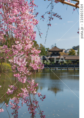 京都 平安神宮神苑の春景色 京都 平安神宮神苑の春景色 110801584