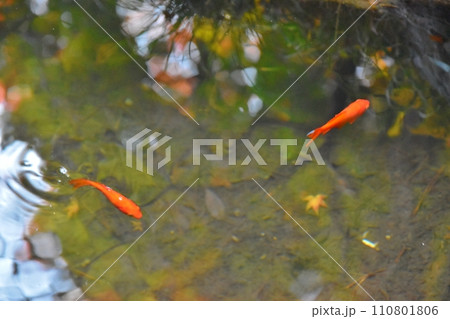 紅葉の映る池と金魚　東京 110801806