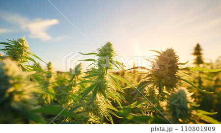 大麻草のアップ、大麻畑の風景　AI生成画像 110801909