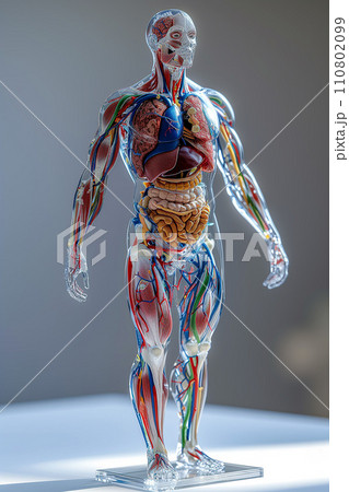 人体模型「AI生成画像」 人体模型「AI生成画像」 110802099