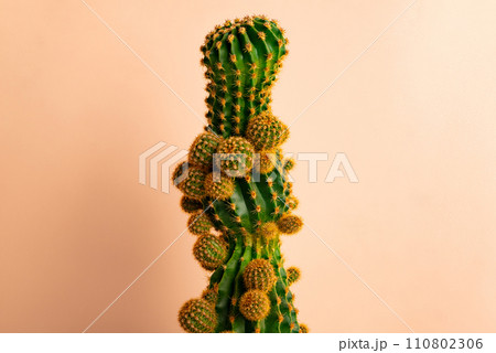 Cactus with many baby shoots on background. The concept of a big strong family. Cactus with many baby shoots on background. The concept of a big strong family. 110802306