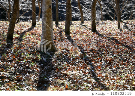 早春の落葉樹と林床 早春の落葉樹と林床 110802319