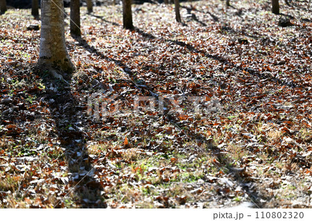 早春の落葉樹と林床 早春の落葉樹と林床 110802320