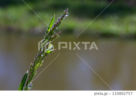 Fresh green grass with dew drops close up. Water drips on the fresh grass after rain. Light morning dew on the green grass Fresh green grass with dew drops close up. Water drips on the fresh grass after rain. Light morning dew on the green grass 110802757