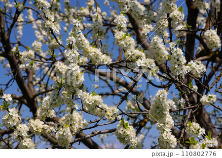 Selective focus of beautiful branches of plum blossoms on the tree under blue sky, Beautiful Sakura flowers during spring season in the park, Floral pattern texture, Nature background Selective focus of beautiful branches of plum blossoms on the tree under blue sky, Beautiful Sakura flowers during spring season in the park, Floral pattern texture, Nature background 110802776