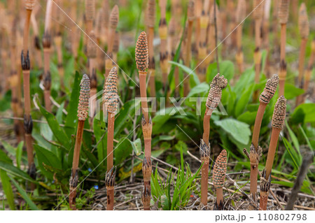 Equisetum arvense, the field horsetail or common horsetail, is an herbaceous perennial plant of the family Equisetaceae. Horsetail plant Equisetum arvense Equisetum arvense, the field horsetail or common horsetail, is an herbaceous perennial plant of the family Equisetaceae. Horsetail plant Equisetum arvense 110802798