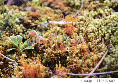 水気を得て生える苔 水気を得て生える苔 110802807