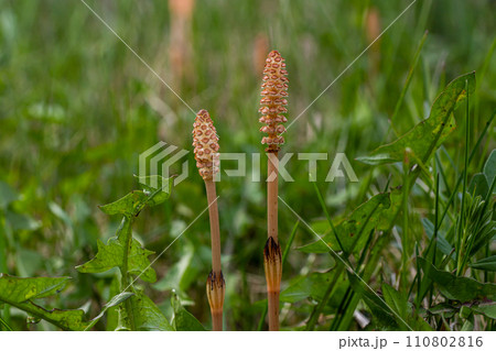 Selective focus. A spore-bearing shoot of the horsetail Equisetum arvense. Sporiferous spikelet of field horsetail in spring. Controversial cones of horsetail Selective focus. A spore-bearing shoot of the horsetail Equisetum arvense. Sporiferous spikelet of field horsetail in spring. Controversial cones of horsetail 110802816